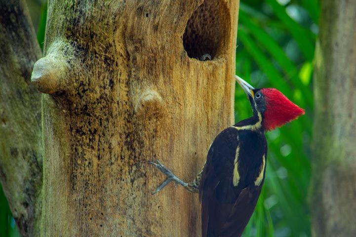 Villas Ecotucan Bacalar Zewnętrze zdjęcie